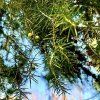Jalovec tuhý lat. Juniperus rigida syn. chrámový jalovec