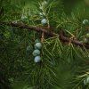 Jalovec tuhý lat. Juniperus rigida syn. chrámový jalovec