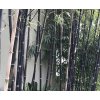 phyllostachys nigra2