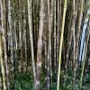 listoklasec černý lat. Phyllostachys nigra 125-150cm