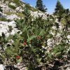 Zimolez horský lat. Lonicera alpigena  horský zimolez s výraznými červenými plody