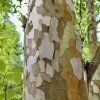 Stevarcie kaméliovitá lat. Stewartia pseudocamellia syn. pseudokamélie, stewartie  klenot s květy kamélie a mramorovým kmenem