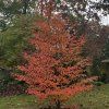 Stevarcie kaméliovitá lat. Stewartia pseudocamellia syn. pseudokamélie, stewartie  klenot s květy kamélie a mramorovým kmenem