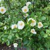 Stevarcie kaméliovitá lat. Stewartia pseudocamellia syn. pseudokamélie, stewartie  klenot s květy kamélie a mramorovým kmenem