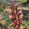 Jírovec Bushův lat. Aesculus × bushii (syn. A. × mississippiensis)  sběratelský americký jírovec odolný proti skvrnitosti