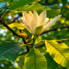 Magnolia tripetala (Šácholán tříplátečný) - rozkvetlé miskovité květy