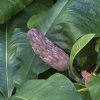 Šácholan tříplátečný ‘Bloomfield’ lat. Magnolia tripetala  listy přes půl metru, květy přes celou dlaň