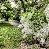 Chionanthus virginicus - vzrostlý exemplář