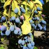 Chionanthus virginicus (Bělas viržinský) - samičí exemplář s plody