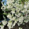 Chionanthus virginicus (Bělas viržinský) - kvetoucí jedinec