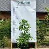 Bělas viržinský lat. Chionanthus virginicus  sběratelská rarita z amerických lesů