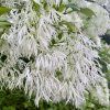 Běláš v květu - Chionanthus virginicus
