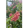jírovec pleťový 'Briotii' lat. Aesculus x carnea