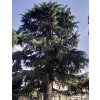 cedrus deodara3
