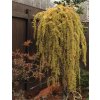 Larix kaempferi stiff weeping 3