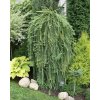 Larix kaempferi stiff weeping 4