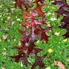 Dub bahenní lat. Quercus palustris  strom do vlhké i těžké půdy