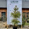 sekvojovec obrovský lat. Sequoiadendron giganteum