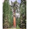 sequoiadendron giganteum8