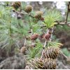 Larix kaemferi 3