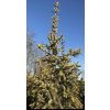 picea omorika aurea