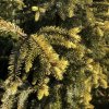 picea omorika aurea 2