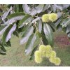 castanea sativa4