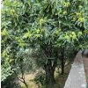 castanea sativa6