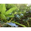 castanea sativa7