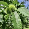 kaštanovník setý lat. Castanea sativa
