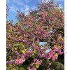 cercis siliquastrum4