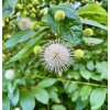 cephalanthus occidentalis 3