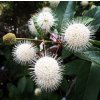 hlavoš západní lat. Cephalanthus occidentalis 30-50cm