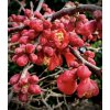 chaenomeles superba crimsonandgold
