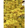 acer palmatum orange dream2