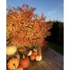 acer palmatum orange dream