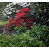 rhododendron repens červený 5