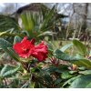 rhododendron repens červený