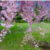 třešeň chloupkatá 'Pendula' lat. Prunus subhirtella