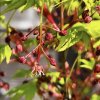javor dlanitolistý ‘Going Green’ lat. Acer palmatum syn. Aoyagi 40-60 cm