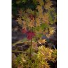 javor dlanitolistý ‘Going Green’ lat. Acer palmatum syn. Aoyagi 40-60 cm