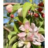 okrasná jabloň ´Red Jade´  lat. Malus