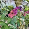 komule davidova ´Flower Power´ lat. Buddleja davidii syn. motýlí keř  Zahrada přátelská k motýlům a včelám