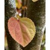 zmarličník japonský lat. Cercidiphyllum japonicum