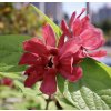 sazaník plodný lat. Calycanthus fertilis