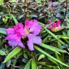 pěnišník makinoi ´Jens Jörgen Sörensen´ Lat. Rhododendron makinoi