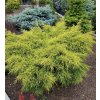 jalovec čínský ´old gold´ lat. Juniperus chinensis 30-40 cm