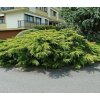 jalovec čínský ´old gold´ lat. Juniperus chinensis 30-40 cm