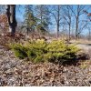 jalovec čínský ´old gold´ lat. Juniperus chinensis 30-40 cm