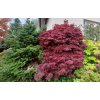 javor dlanitolistý ´Shaina´ lat. Acer palmatum 80-100 cm